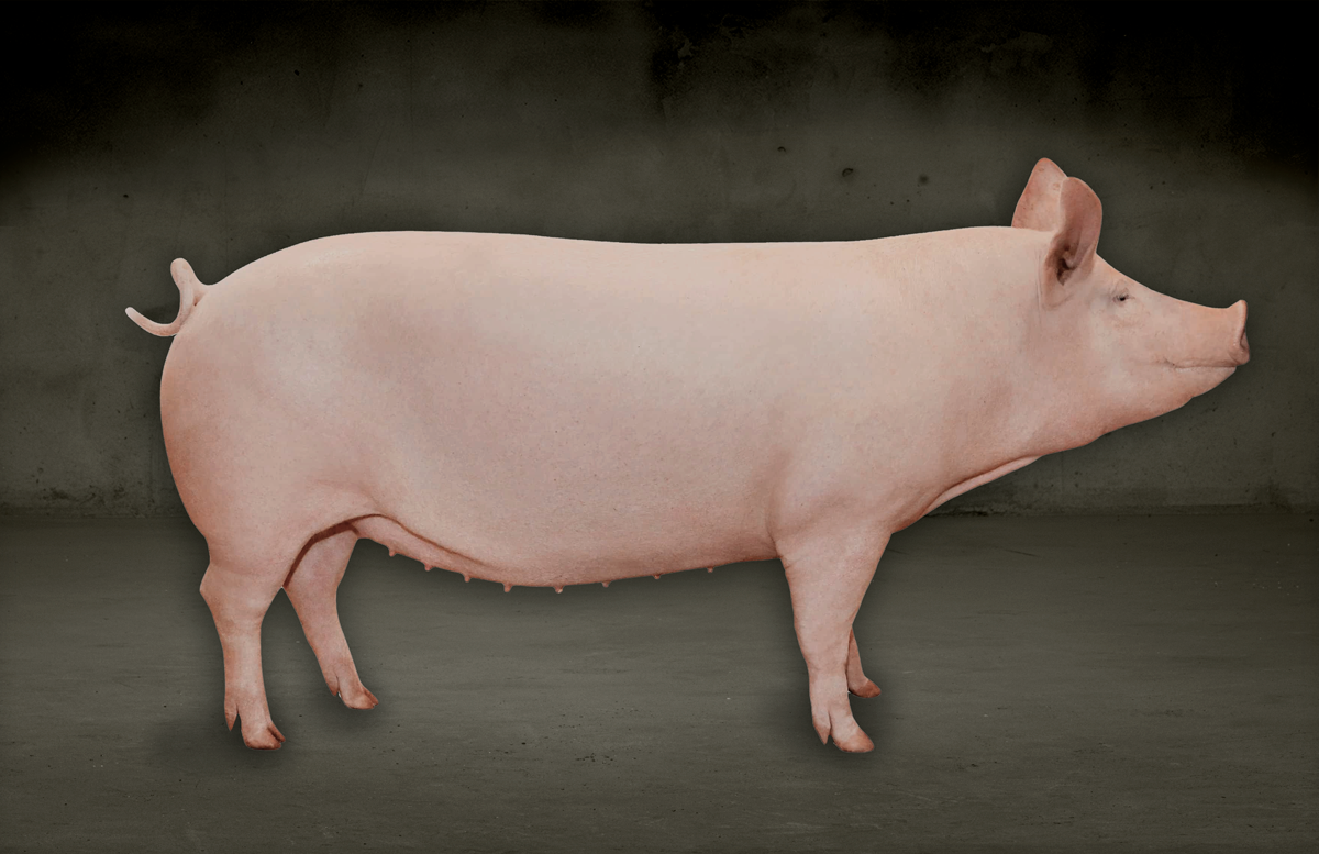 TN70 - Topigs Norsvin JP